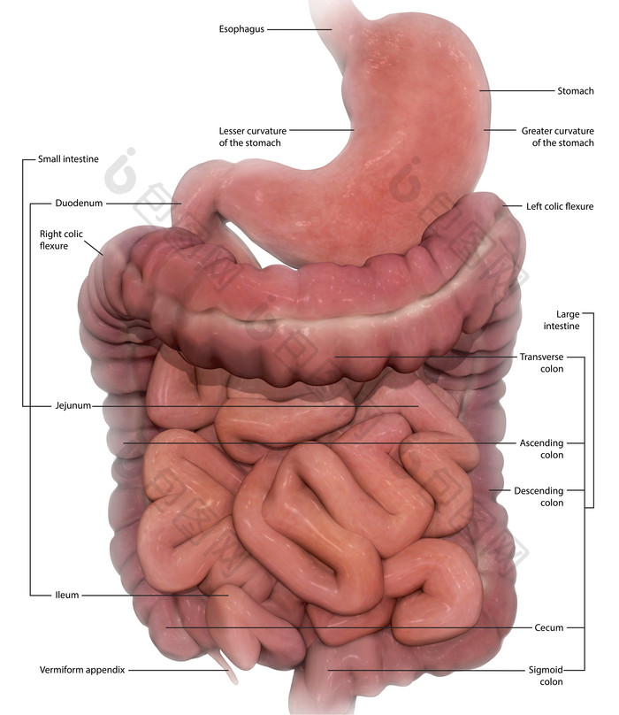 消化器官结构示例图