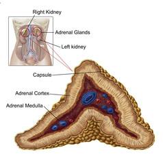 人体肾上腺解剖示例图