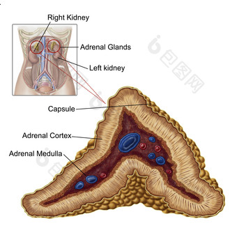 人体肾上腺解剖<strong>示例</strong>图