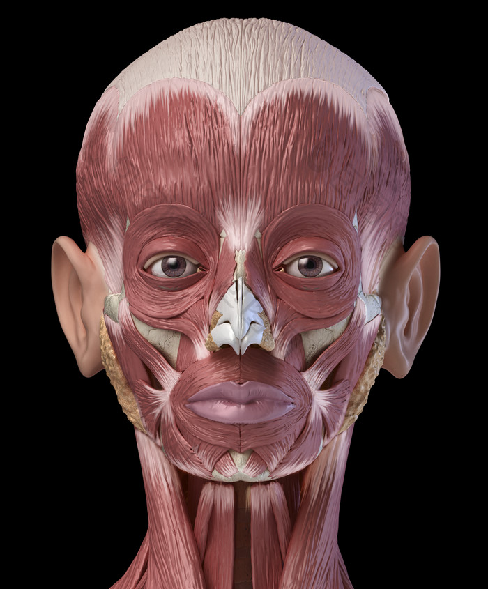 人类生物学全面部肌肉分布例图