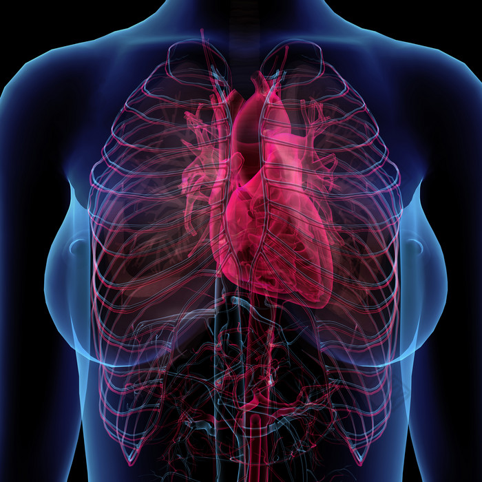 女人胸部的心脏血管图