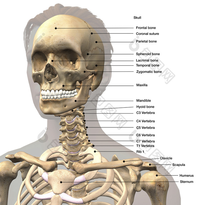 人体头骨解剖结构示例插图