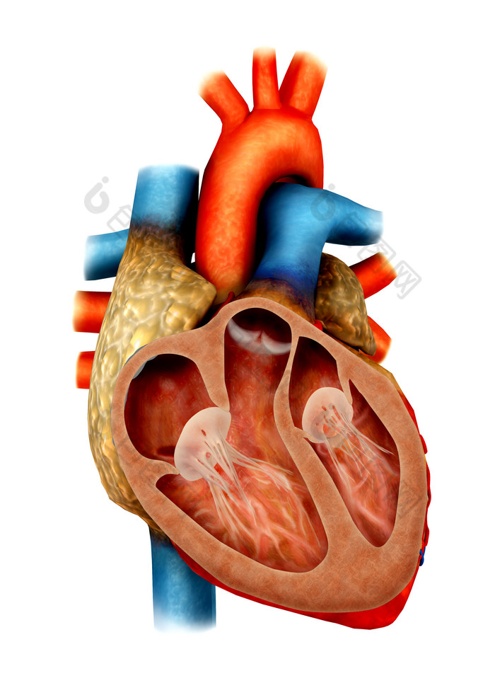 心脏动脉示例插图