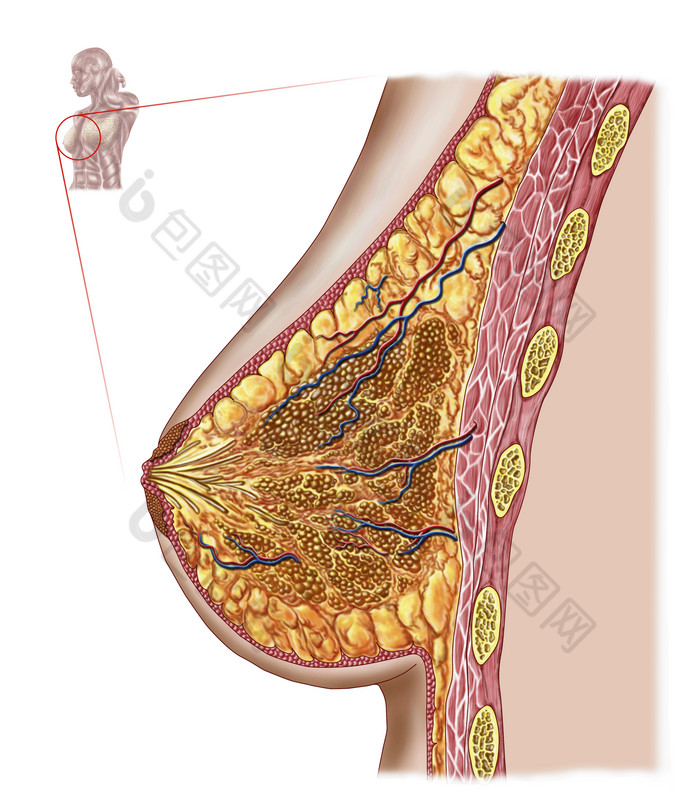 人體乳房解剖示例圖