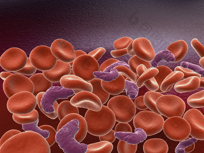 血液红细胞示例图