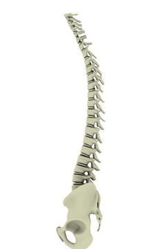 人体弯曲的脊椎摄影图