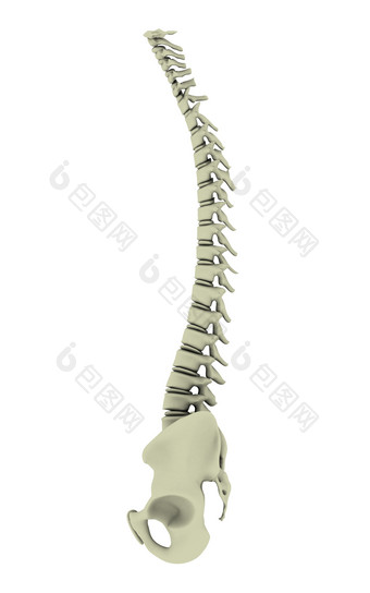 <strong>人体</strong>弯曲的脊椎摄影图