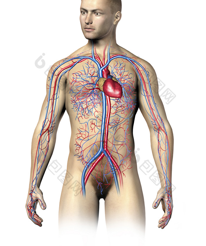 解刨学男性静脉动脉分布