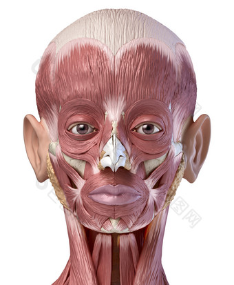 人类生物学全面部<strong>肌肉</strong>分布图