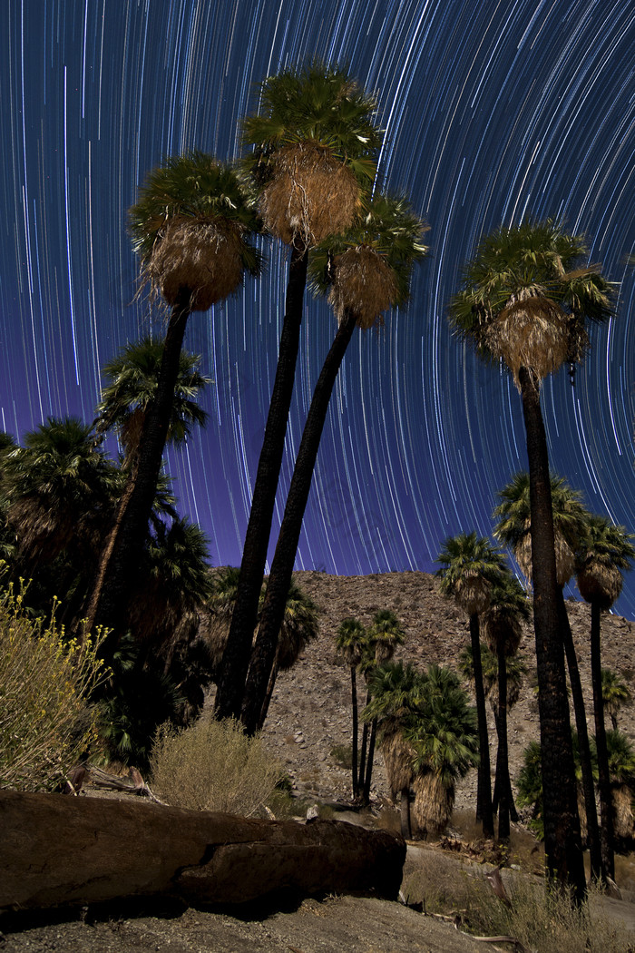 沙漠棕榈星空摄影插图