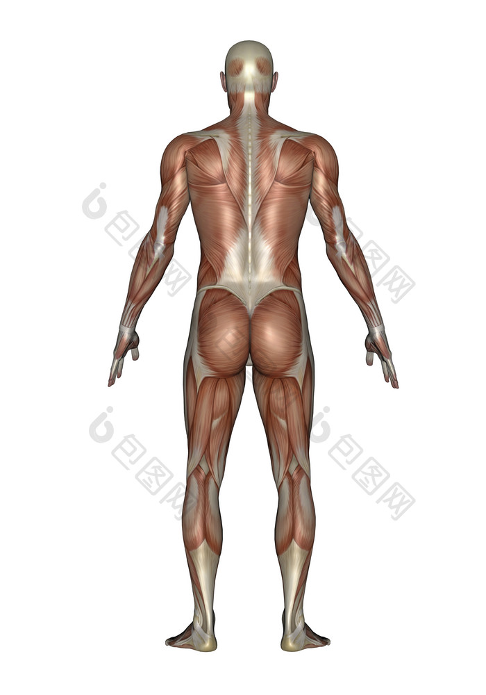 解剖学人类背部肌肉