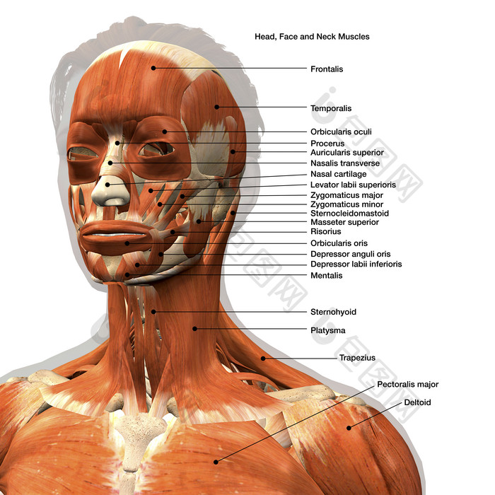 人体面部肌肉分布插图