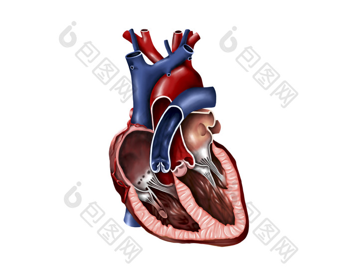 心脏解剖示例结构图