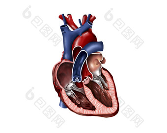 <strong>心脏解剖</strong>示例结构图