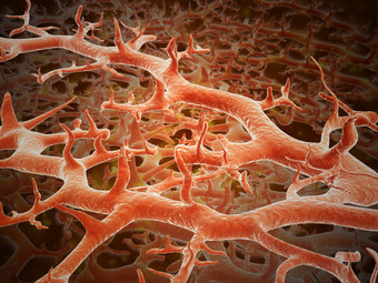 真菌细胞示例插图