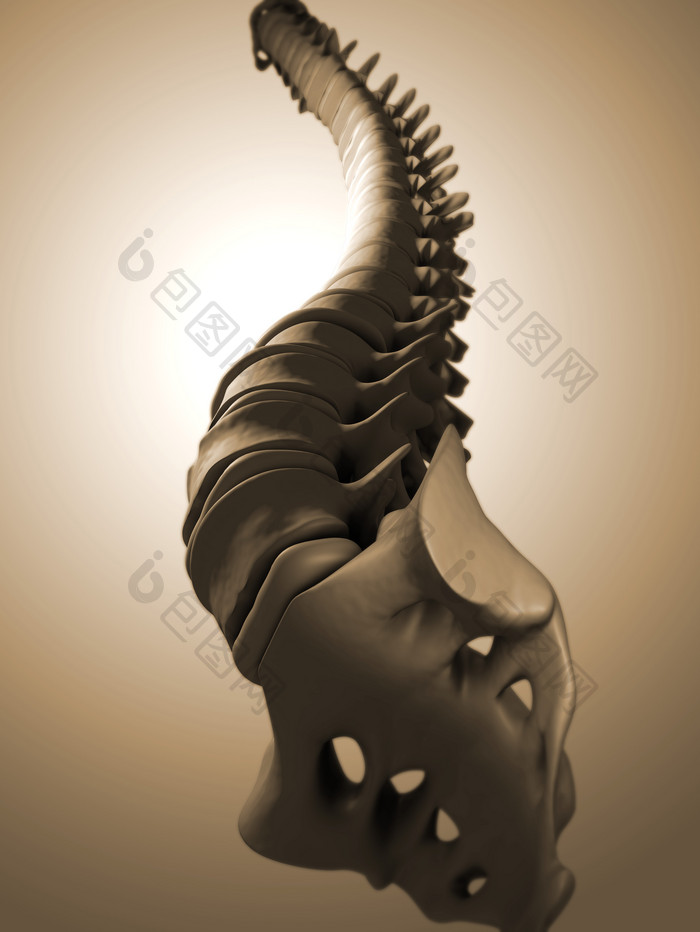 人体脊椎骨头摄影图