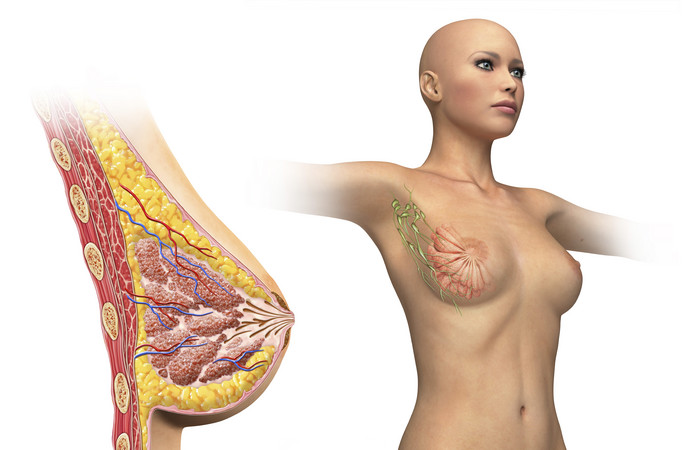 解剖学女性的乳房摄影图