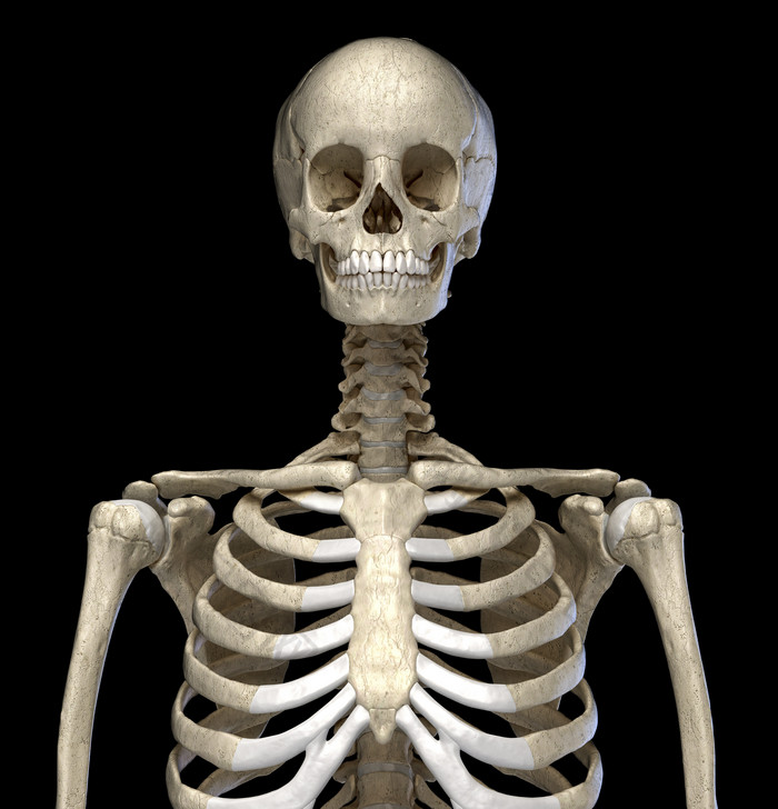 成年人类骨架眺望前方图