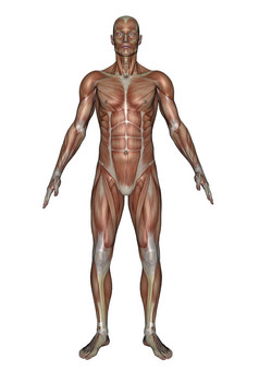 解剖学人类肌肉摄影图