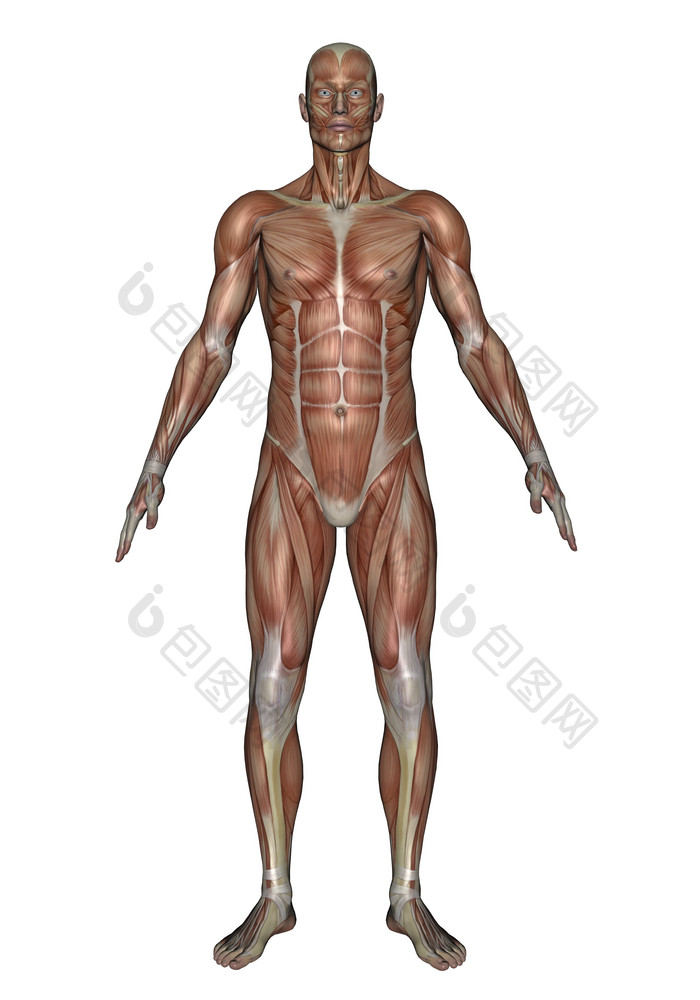 解剖学人类肌肉摄影图