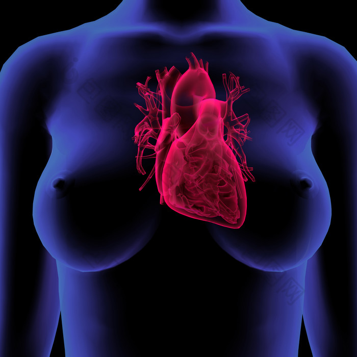 胸部心脏血液循环图