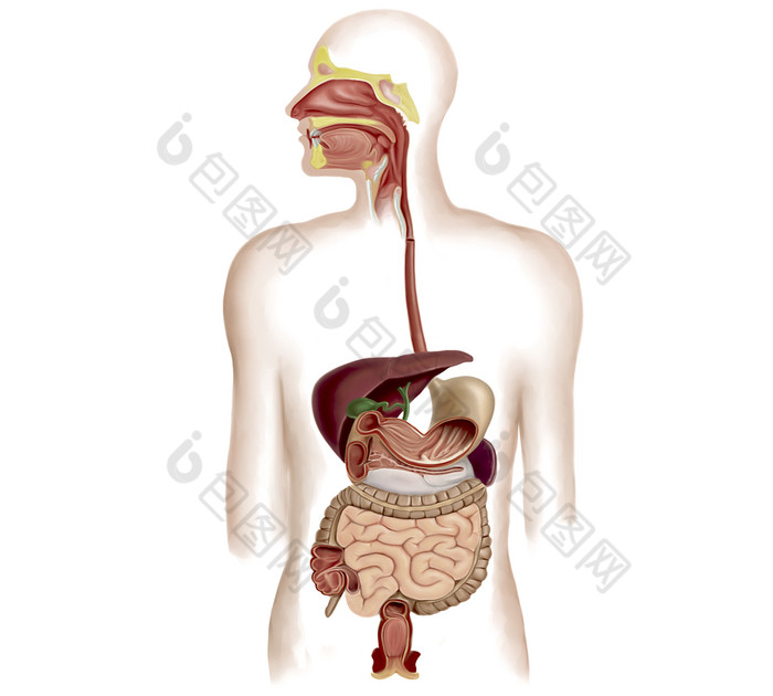 人体消化器官结构插图
