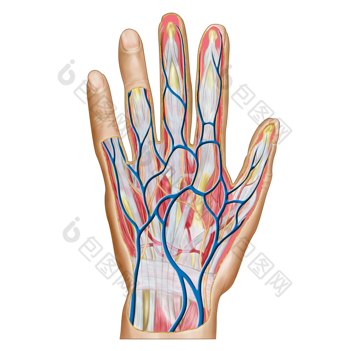 人体手部血管骨骼示例结构图