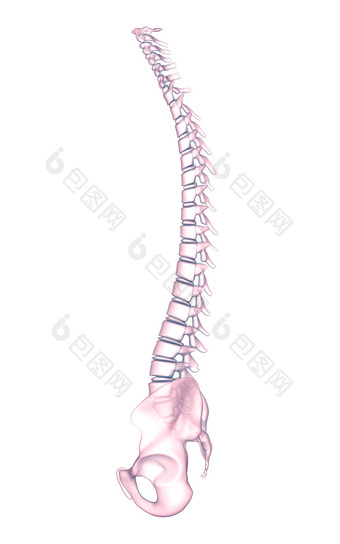 粉色弯曲脊椎摄影图