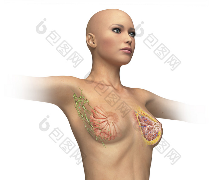 解剖学女性乳房侧视图