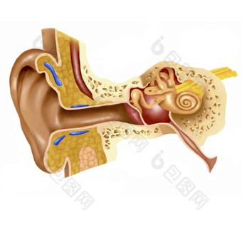 人体耳蜗结构<strong>示例</strong>插图