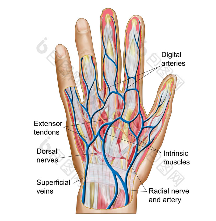 人体手掌血管示例解剖图