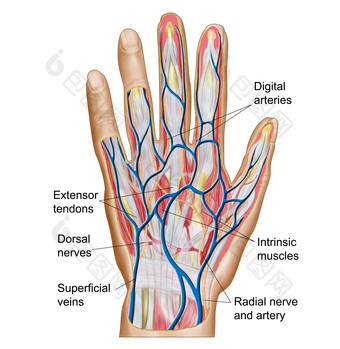 人体<strong>手掌</strong>血管示例解剖图