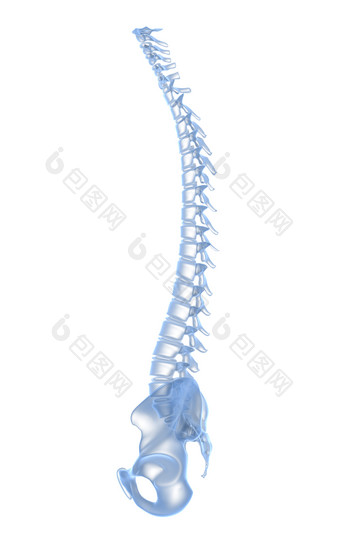 弯曲的脊椎骨头摄影图