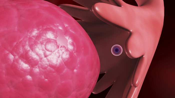 生物医学卵细胞输卵管