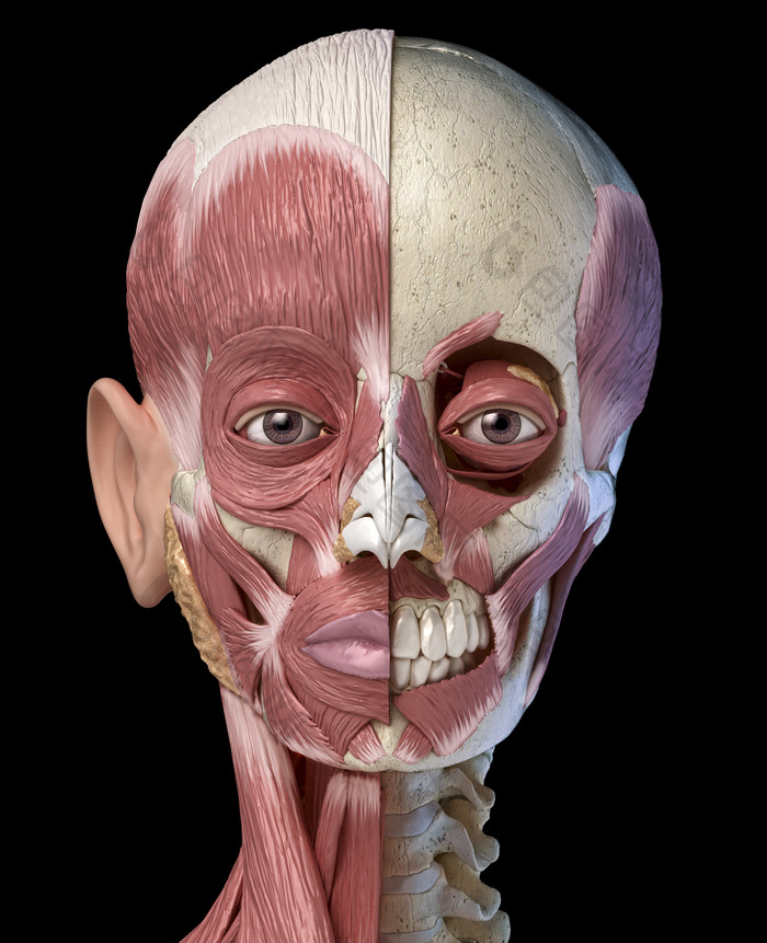 人类解剖学正面肌肉群例图