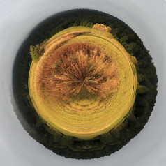 旷野树木鱼眼摄影插图