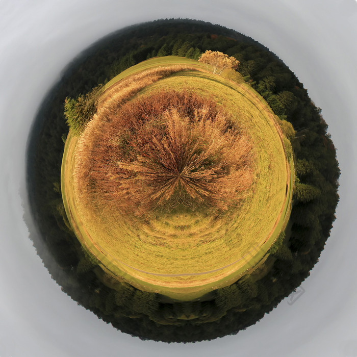 旷野树木鱼眼摄影插图
