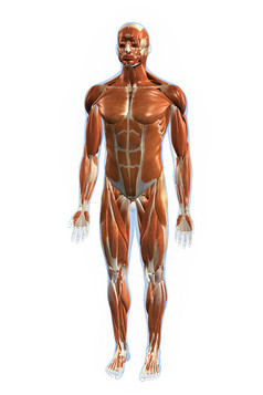 人体肌肉分布结构插图