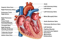 人体心脏示例结构图