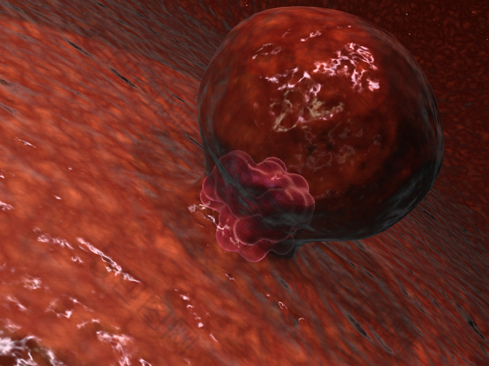 子宫胚细胞示例插图