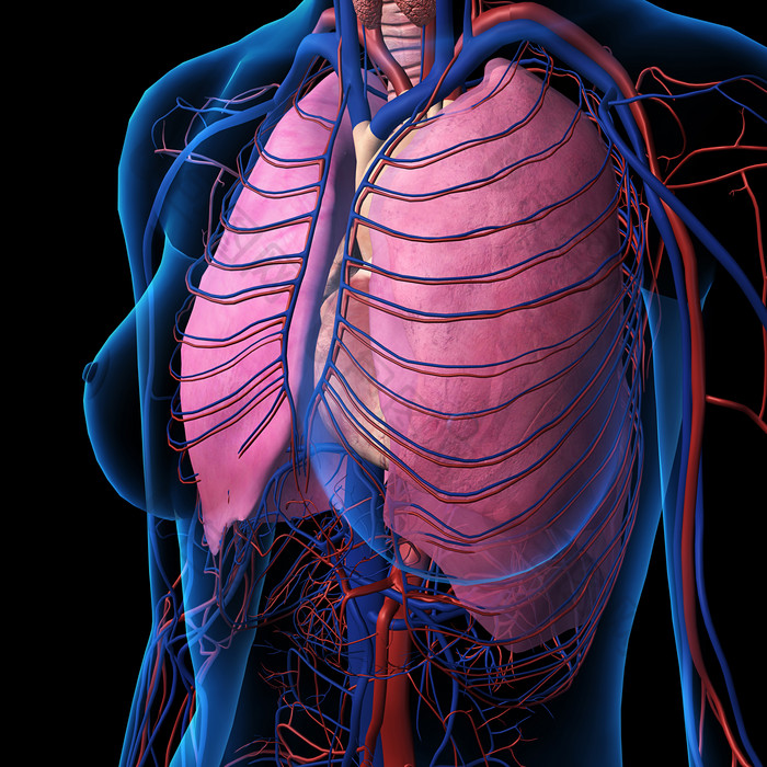 人体的胸部系统