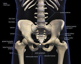 人体骨骼骨盆解剖示例图图片下载