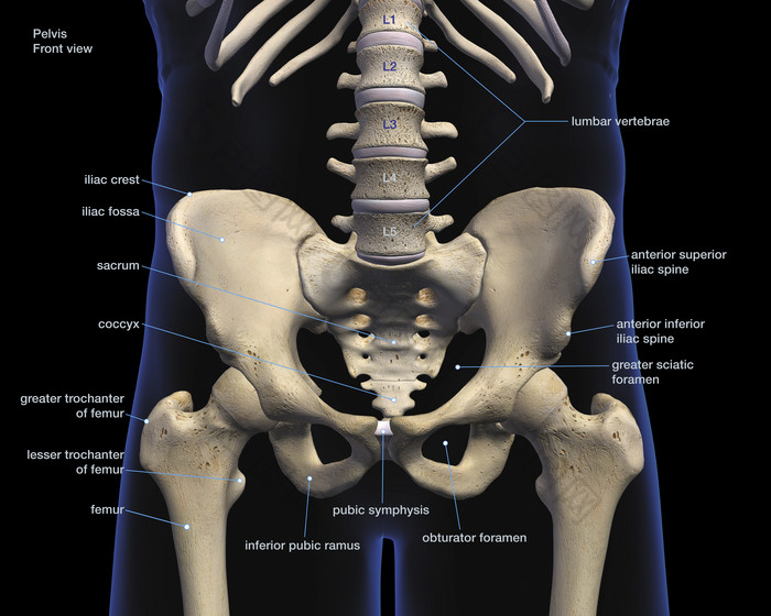 骨盆各种经线解剖图图片