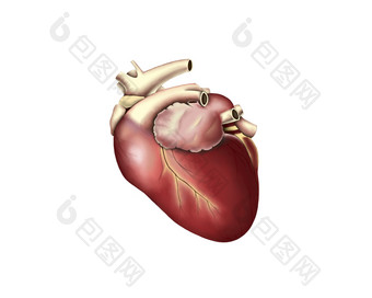 人体心脏结构插图