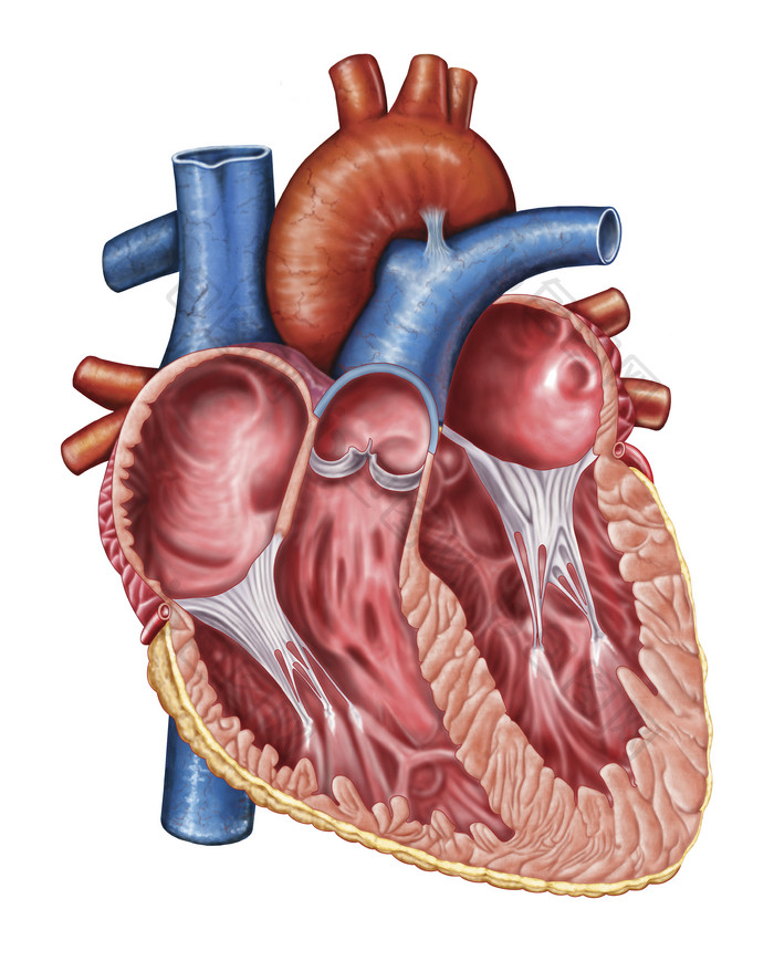 心脏解剖示例插图