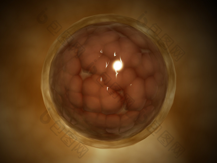 微生物胚细胞示例插图