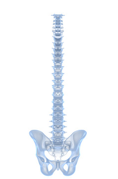 蓝色脊椎骨头摄影图