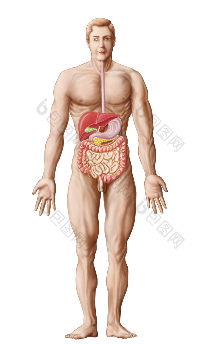 人体器官肠子摄影图