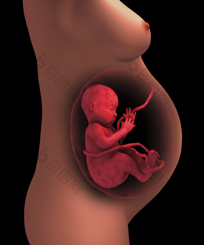 女性孕肚中的胎儿