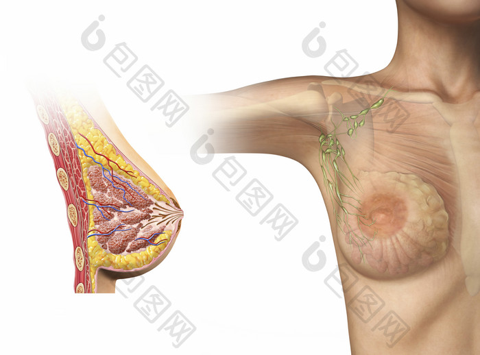女性乳房结构图摄影图